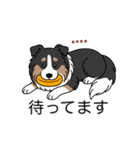 名前入りシェルティトライカラー（個別スタンプ：22）