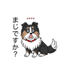 名前入りシェルティトライカラー（個別スタンプ：24）