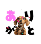 動く！デカ文字ダックスフンド（個別スタンプ：1）