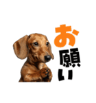 動く！デカ文字ダックスフンド（個別スタンプ：7）