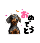 動く！デカ文字ダックスフンド（個別スタンプ：10）