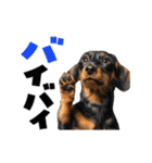 動く！デカ文字ダックスフンド（個別スタンプ：11）