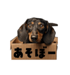動く！デカ文字ダックスフンド（個別スタンプ：12）