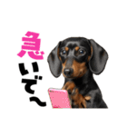 動く！デカ文字ダックスフンド（個別スタンプ：16）