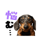 動く！デカ文字ダックスフンド（個別スタンプ：18）