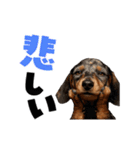 動く！デカ文字ダックスフンド（個別スタンプ：19）
