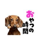 動く！デカ文字ダックスフンド（個別スタンプ：21）