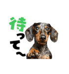 動く！デカ文字ダックスフンド（個別スタンプ：22）