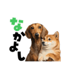動く！デカ文字ダックスフンド（個別スタンプ：24）