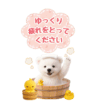癒し白くまの気軽な敬語スタンプ【BIG】（個別スタンプ：17）