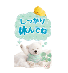 癒し白くまの気軽な敬語スタンプ【BIG】（個別スタンプ：18）