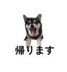黒柴犬 柴犬 毎日デカ文字 フェル15（個別スタンプ：1）
