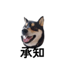 黒柴犬 柴犬 毎日デカ文字 フェル15（個別スタンプ：2）