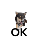 黒柴犬 柴犬 毎日デカ文字 フェル15（個別スタンプ：3）