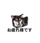 黒柴犬 柴犬 毎日デカ文字 フェル15（個別スタンプ：5）