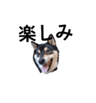 黒柴犬 柴犬 毎日デカ文字 フェル15（個別スタンプ：6）