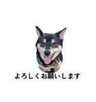 黒柴犬 柴犬 毎日デカ文字 フェル15（個別スタンプ：7）