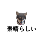 黒柴犬 柴犬 毎日デカ文字 フェル15（個別スタンプ：8）