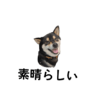 イケメン黒柴犬 柴犬 褒めるデカ文字 16（個別スタンプ：2）