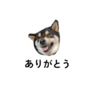 イケメン黒柴犬 柴犬 褒めるデカ文字 16（個別スタンプ：3）