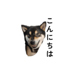 イケメン黒柴犬 柴犬 褒めるデカ文字 16（個別スタンプ：4）