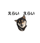 イケメン黒柴犬 柴犬 褒めるデカ文字 16（個別スタンプ：6）