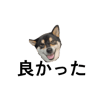 イケメン黒柴犬 柴犬 褒めるデカ文字 16（個別スタンプ：7）