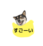 イケメン黒柴犬 柴犬 褒めるデカ文字 16（個別スタンプ：8）