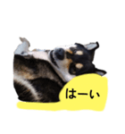 黒柴犬 柴犬 毎日楽しい フェル 15（個別スタンプ：1）