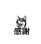 黒柴犬 柴犬 毎日楽しい フェル 15（個別スタンプ：3）