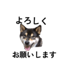 黒柴犬 柴犬 毎日楽しい フェル 15（個別スタンプ：4）