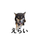 黒柴犬 柴犬 毎日楽しい フェル 15（個別スタンプ：5）