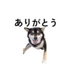 黒柴犬 柴犬 毎日楽しい フェル 15（個別スタンプ：6）