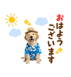 ゴールデンの夏まつりスタンプ（個別スタンプ：1）