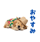 ゴールデンの夏まつりスタンプ（個別スタンプ：5）