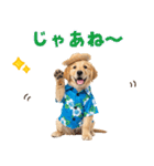 ゴールデンの夏まつりスタンプ（個別スタンプ：6）