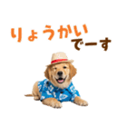 ゴールデンの夏まつりスタンプ（個別スタンプ：7）