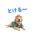 ゴールデンの夏まつりスタンプ（個別スタンプ：11）