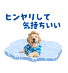 ゴールデンの夏まつりスタンプ（個別スタンプ：13）