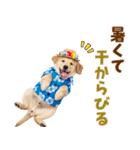 ゴールデンの夏まつりスタンプ（個別スタンプ：16）