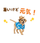 ゴールデンの夏まつりスタンプ（個別スタンプ：17）