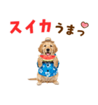 ゴールデンの夏まつりスタンプ（個別スタンプ：18）