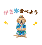 ゴールデンの夏まつりスタンプ（個別スタンプ：19）