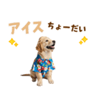 ゴールデンの夏まつりスタンプ（個別スタンプ：20）