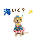 ゴールデンの夏まつりスタンプ（個別スタンプ：26）