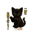 夏を楽しむ♪黒猫ぬいぐるみスタンプ（個別スタンプ：2）