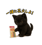夏を楽しむ♪黒猫ぬいぐるみスタンプ（個別スタンプ：3）