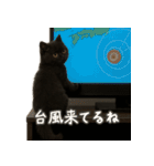 夏を楽しむ♪黒猫ぬいぐるみスタンプ（個別スタンプ：7）