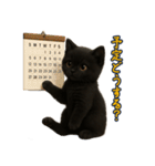 夏を楽しむ♪黒猫ぬいぐるみスタンプ（個別スタンプ：8）