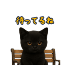 夏を楽しむ♪黒猫ぬいぐるみスタンプ（個別スタンプ：13）